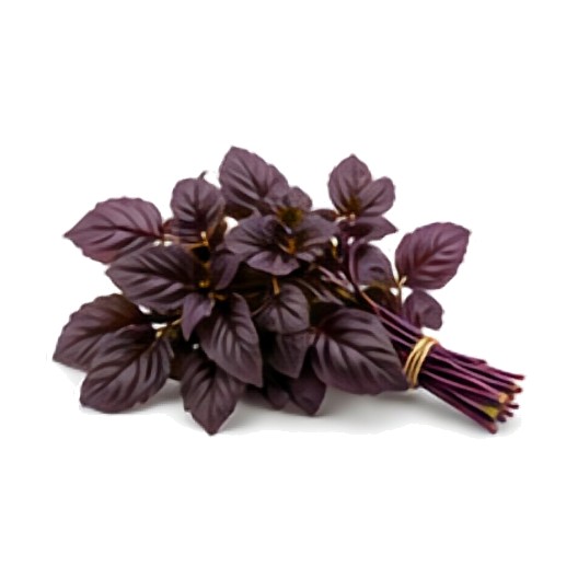 Basilic pourpre (Rouge)
