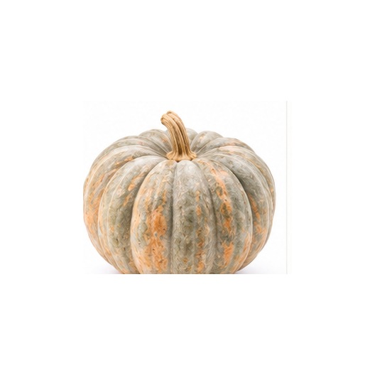 Courge de Nice