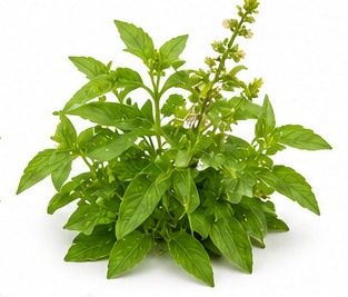 Basilic Citron (petite feuille)
