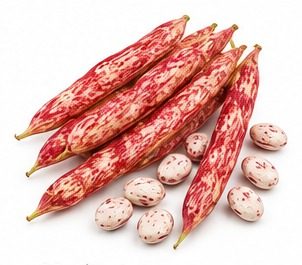 Haricot coco rouge (Italie)