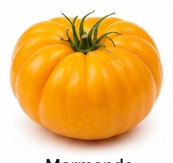 Tomate Marmande Jaune Claire