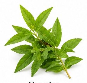 Verveine