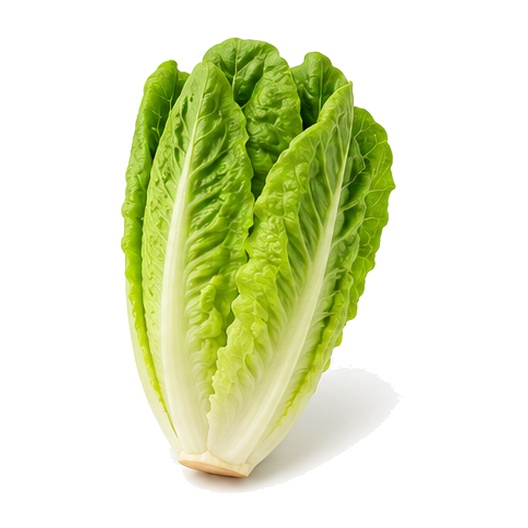 Salade Romaine Lavée