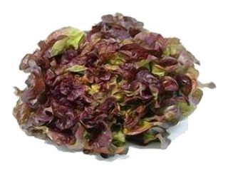 Salade Batavia Rouge