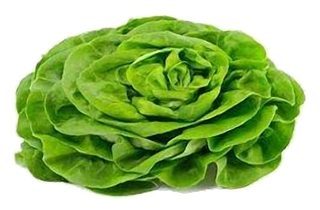 Salade Laitue