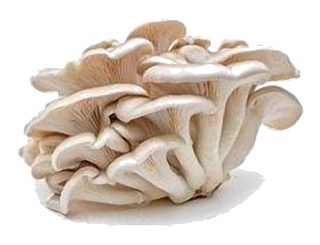 Pleurote Blanche