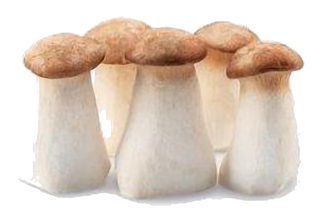 Pleurote Eryngii Bio