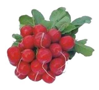 Radis rond Rouge en Botte