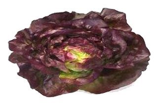 Salade Laitue Rouge