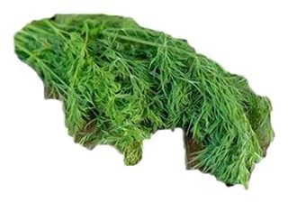 Basilic