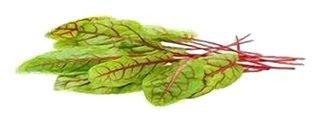 Oseille Sanguine