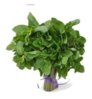 Menthe poche XL