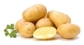 Pomme de terre Agata