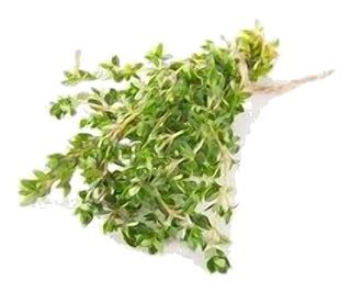 Thym Citron en botte XXL NOUVEAU !