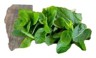 Origan