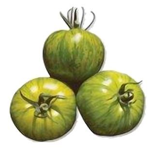 Tomate verte Zébré NOUVEAU !