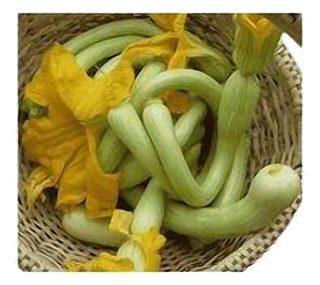 Courgette violon NOUVEAU !