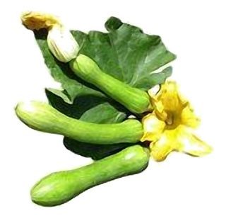 Courgette de Nice NOUVEAU !