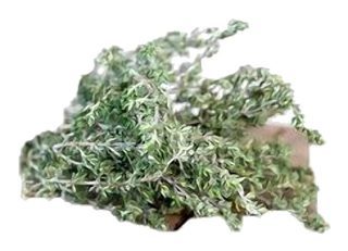 Thym citron