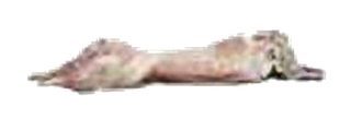Lapin fermier