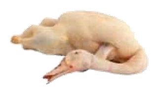 Canard entier (sans le foie)