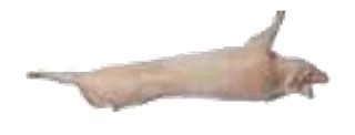 Porc fermier entier de race large white