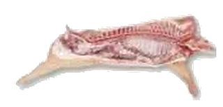 Demi Porc fermier de race large white Carcasse d'environ 45 kilo Elevage plein air