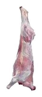 Veau entier Charolais (< de 8 mois)