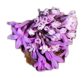 Fleur d'Ail