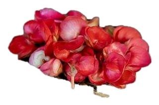 Bégonia