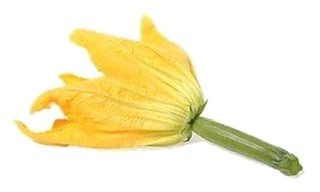 Petite courgette avec Fleurs