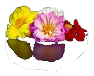 Dahlia