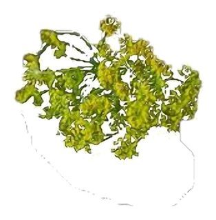 Fleur de Fenouil