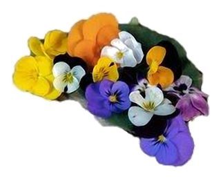 Pensée / Viola