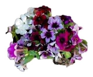 Phlox