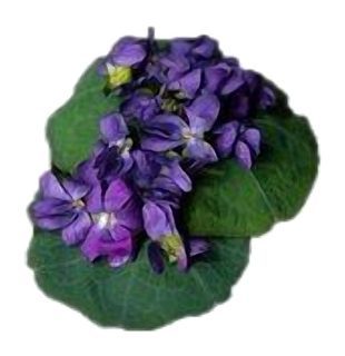 Violette de Tourettes