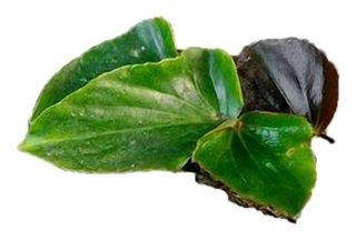 Feuilles de Bégonia