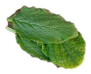 Feuilles de Bourrache