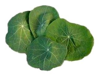 Feuilles de Capucine