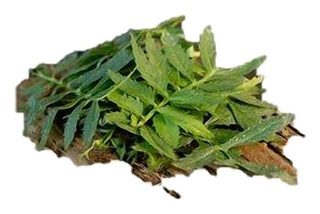 Feuilles de Tagète