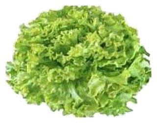 Salade Batavia Blonde