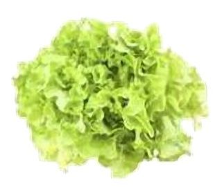 Salade Feuille de Chêne blonde
