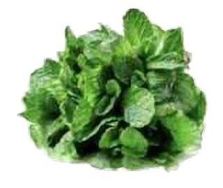 Menthe en Bouquet