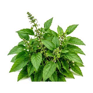 Basilic Thaï