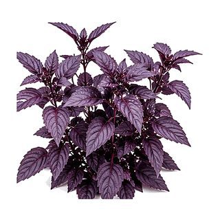 Basilic pourpre (Rouge)