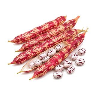 Haricot coco rouge (France)