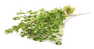 Thym citron en botte unitaire NOUVEAU !
