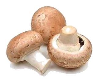 Champignon de Paris rosé