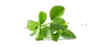 Pois "Mangetout" (frais, végétal)