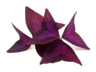 Oxalis "Papillon" (acidulée, griotte)